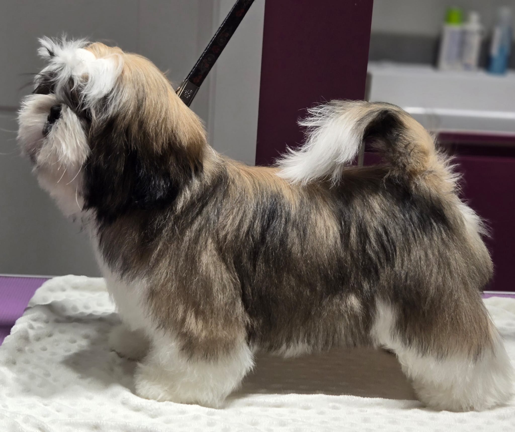 Shih Tzu w pozycji wystawowej