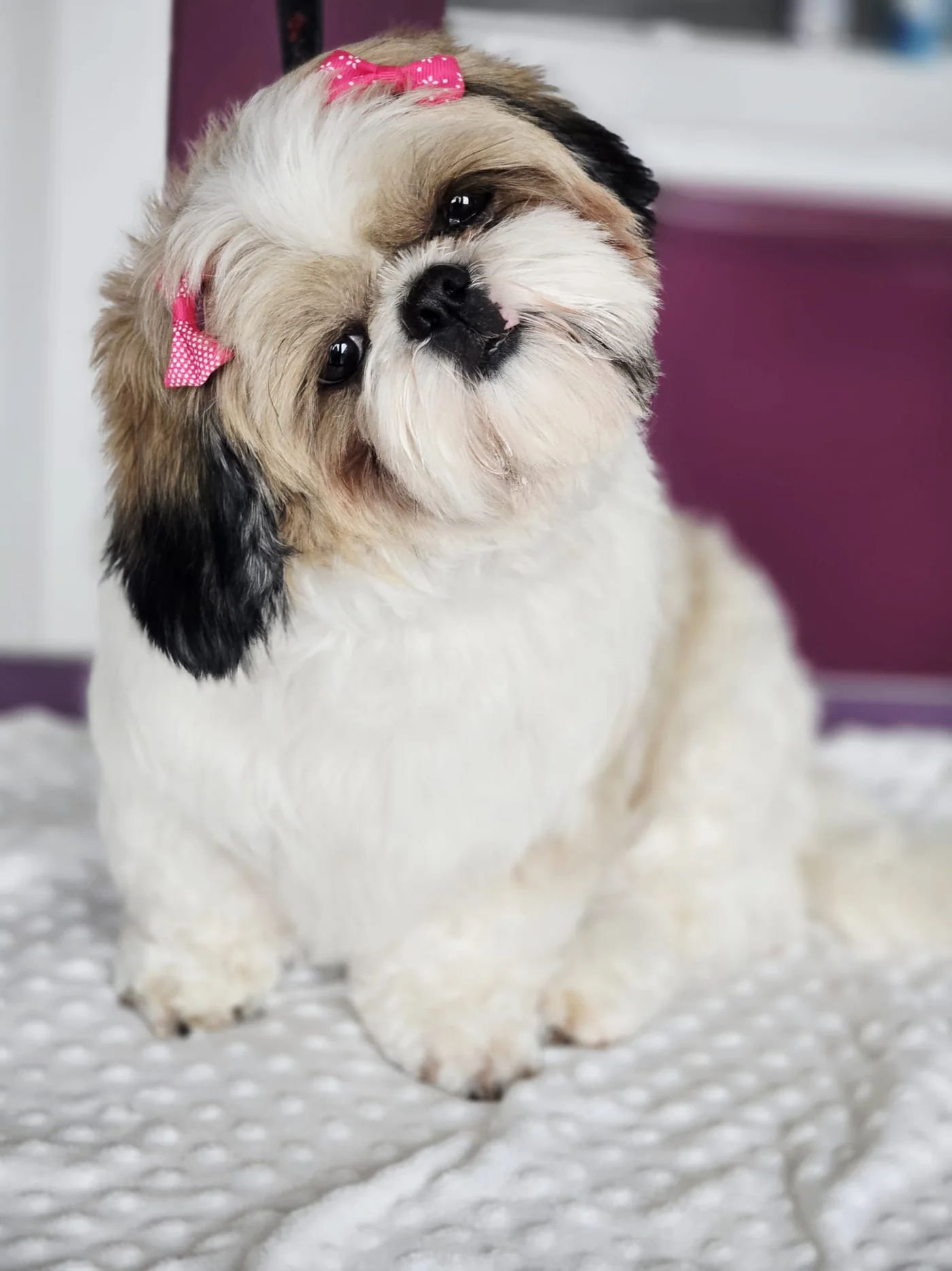Portret szczenięcia Shih Tzu