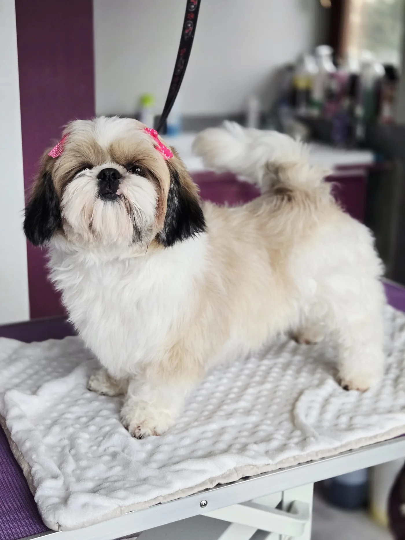 Pielęgnacja Shih Tzu