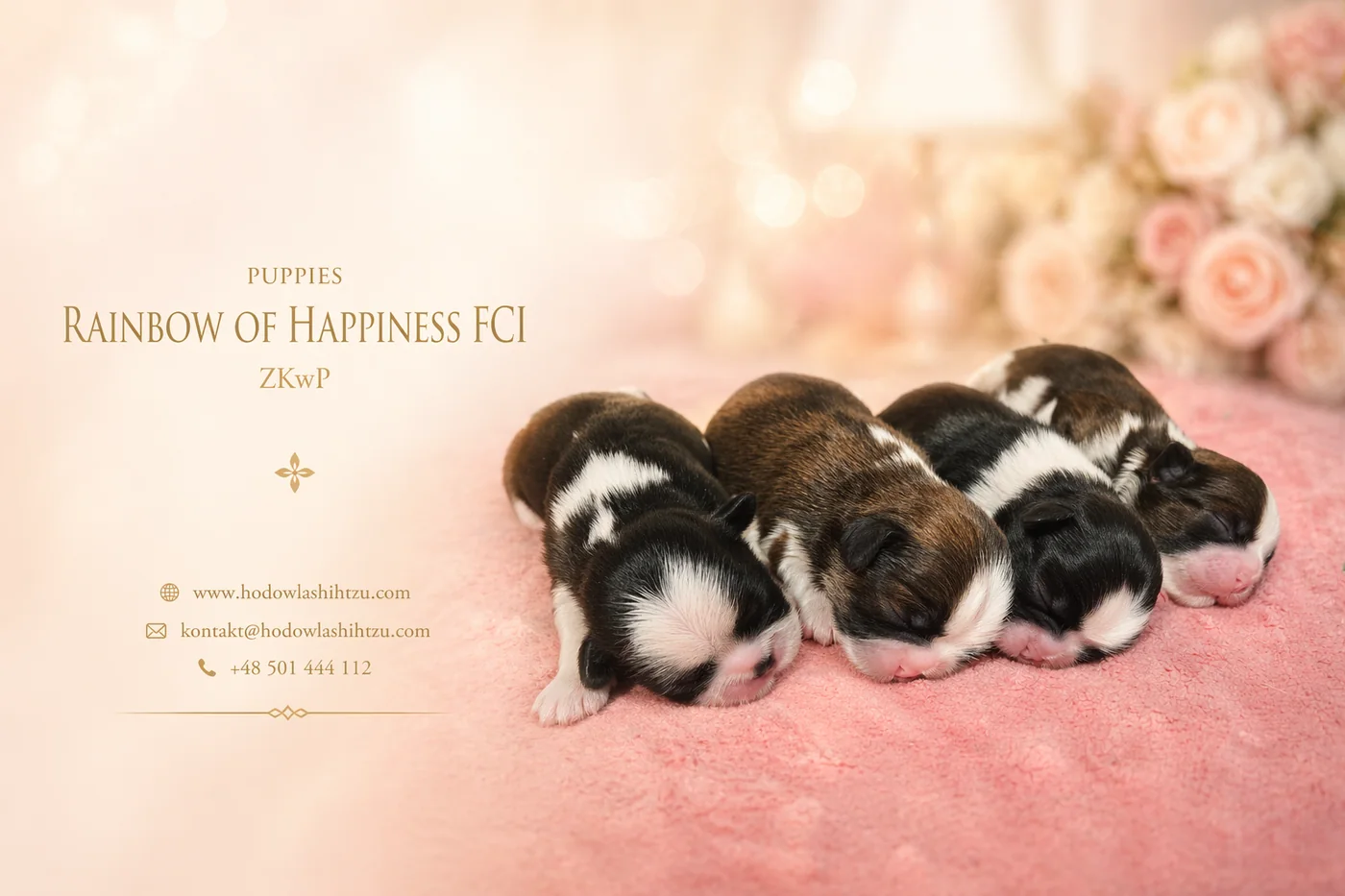 Miot Shih Tzu Rainbow of Happiness FCI