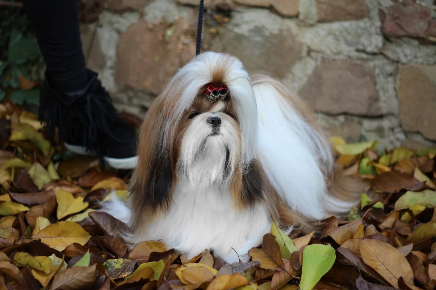 Shih Tzu na wystawie