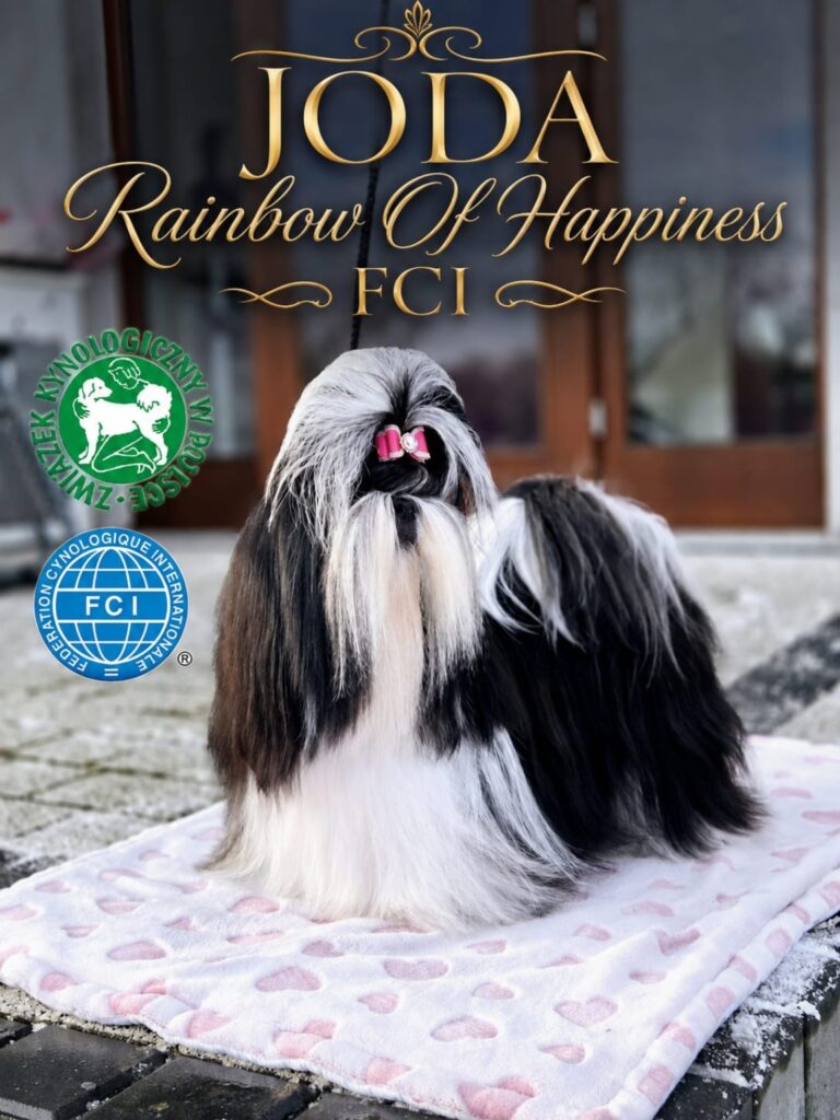 JODA Rainbow Of Happiness FCI — czarno-biała suka Shih Tzu z różową kokardką