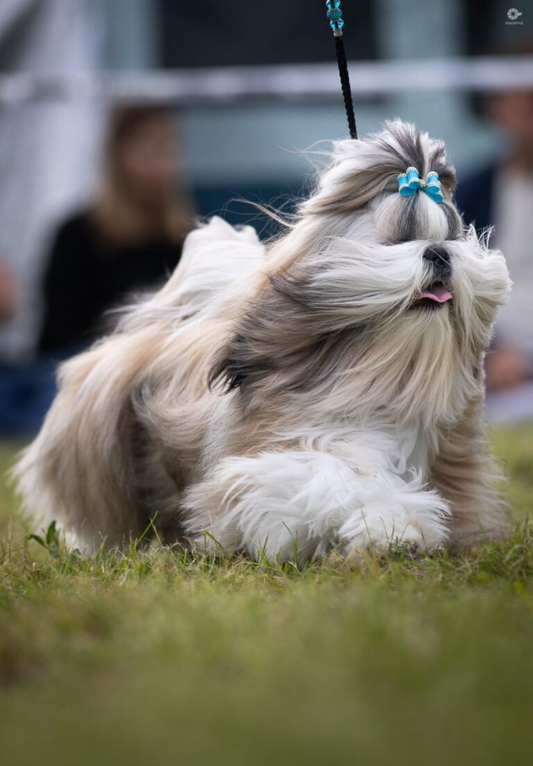 RAVIL Rainbow Of Happiness FCI — samiec Shih Tzu