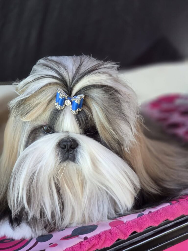 Portret shih tzu RAVIL na Jesiennej Wystawie Psów Rasowych w Zgierzu, 19 września 2026