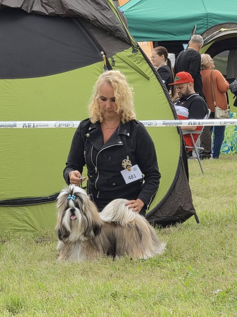 Shih tzu RAVIL na Krajowej Wystawie Psów Rasowych w Zgierzu, 20 września 2026