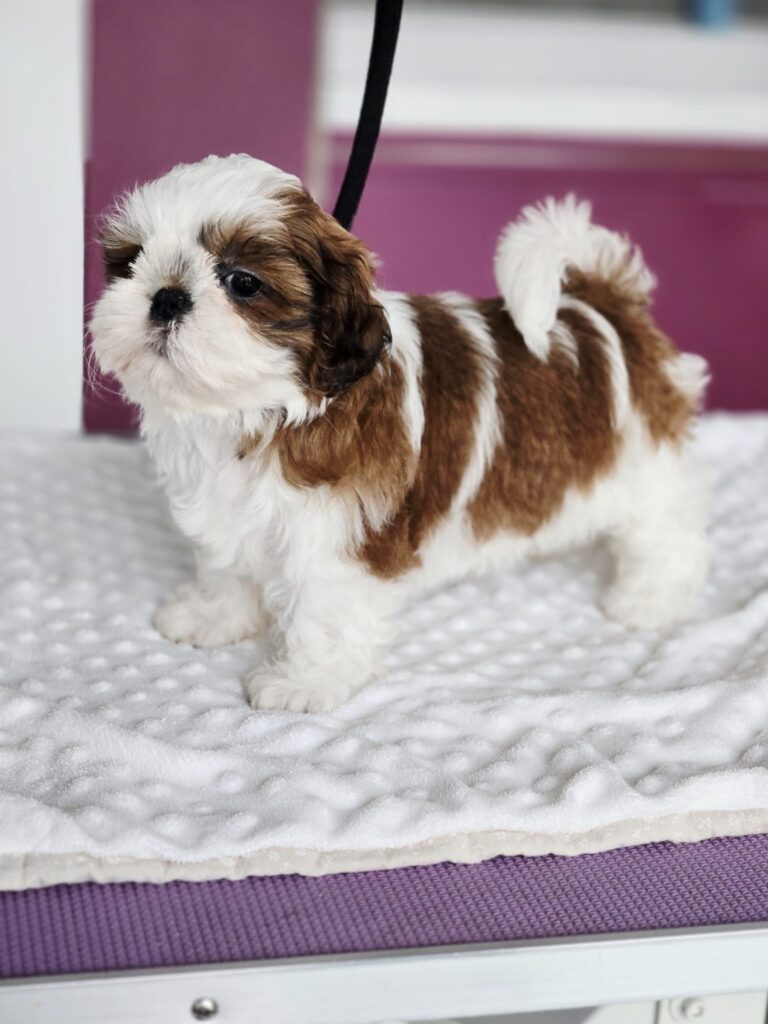 MOLLY Rainbow Of Happiness FCI — szczenię Shih Tzu z miotu M