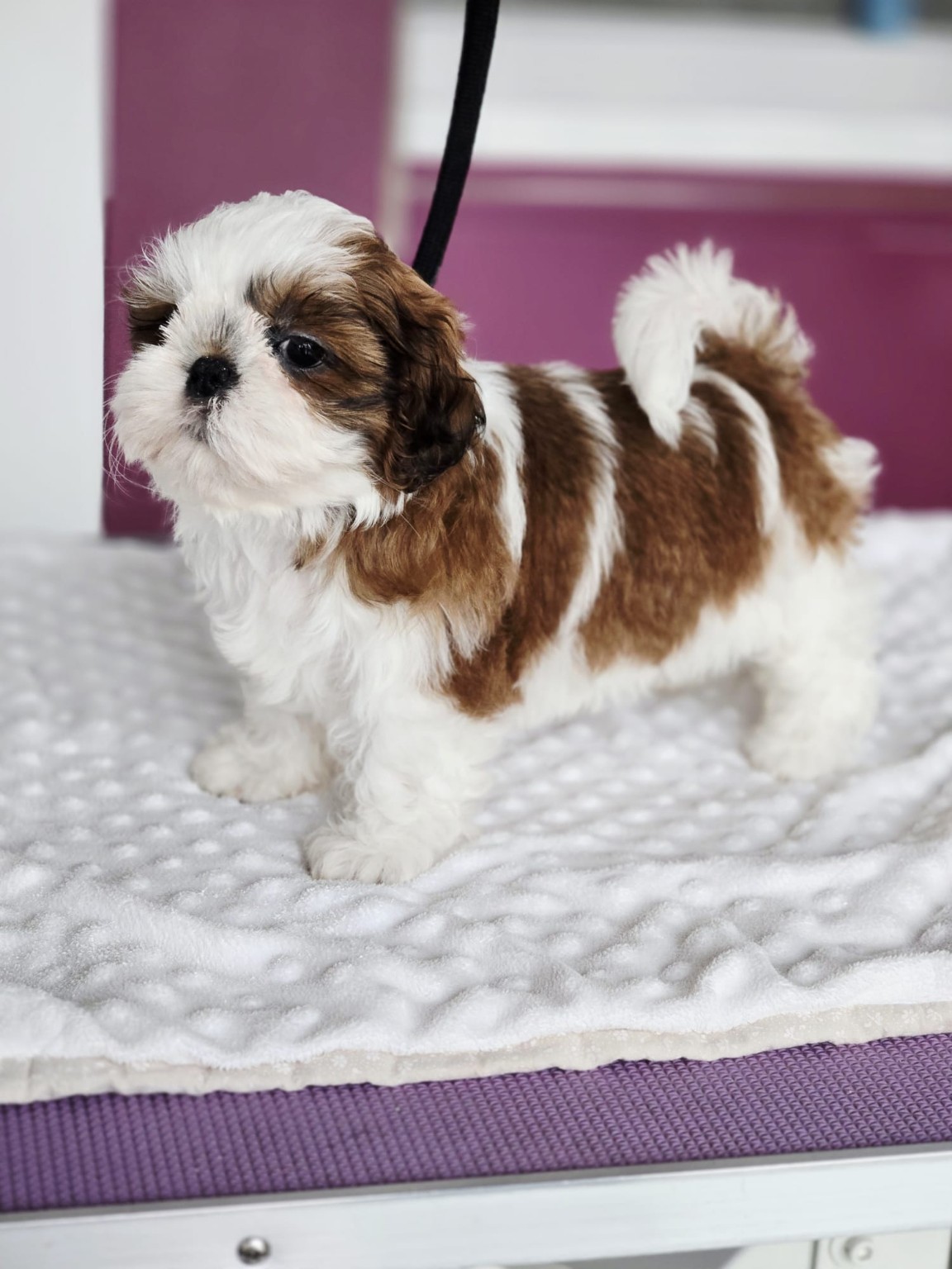 MOLLY – szczenię Shih Tzu z miotu M