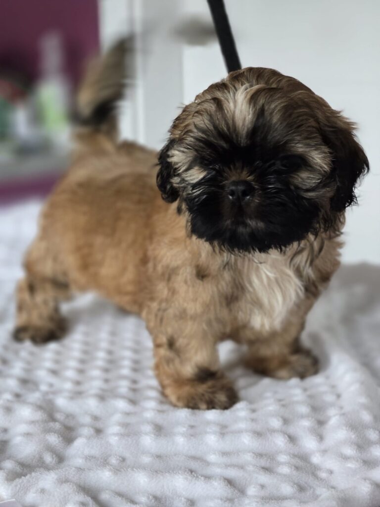 MANGO Rainbow Of Happiness FCI — szczenię Shih Tzu z miotu M