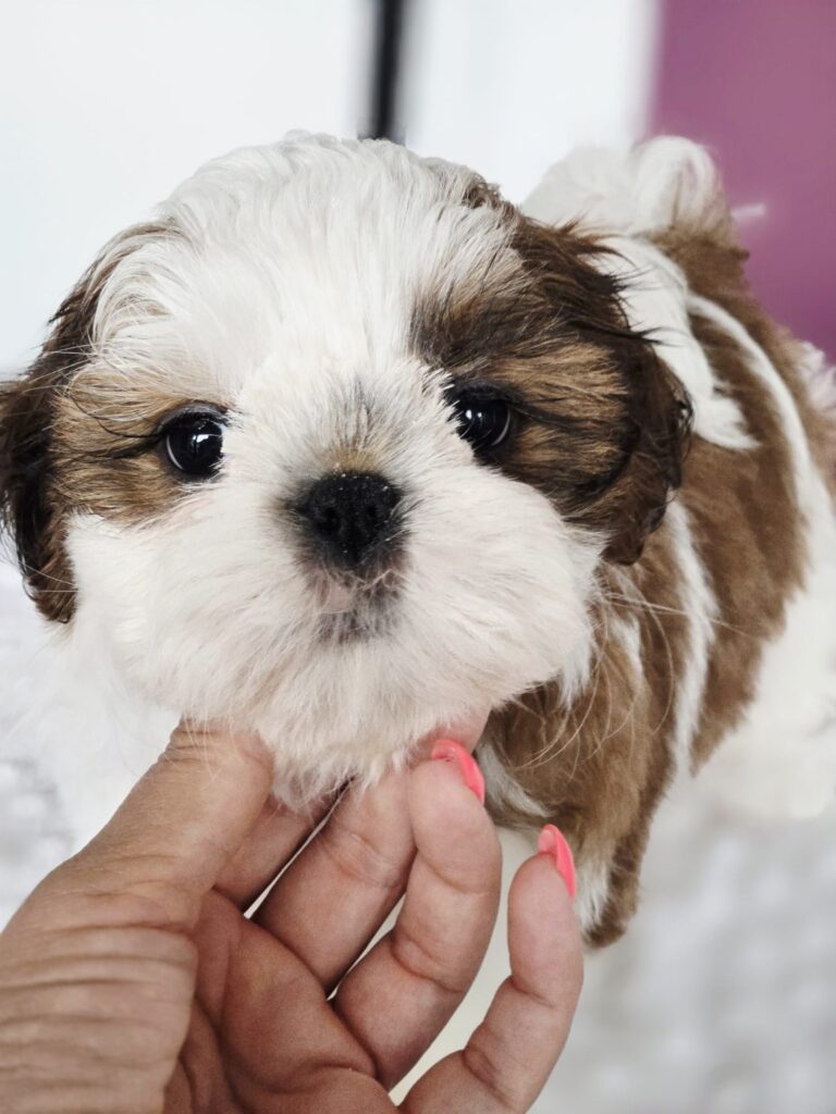 MOLLY Rainbow Of Happiness FCI — Shih Tzu z miotu M, zdjęcie 2