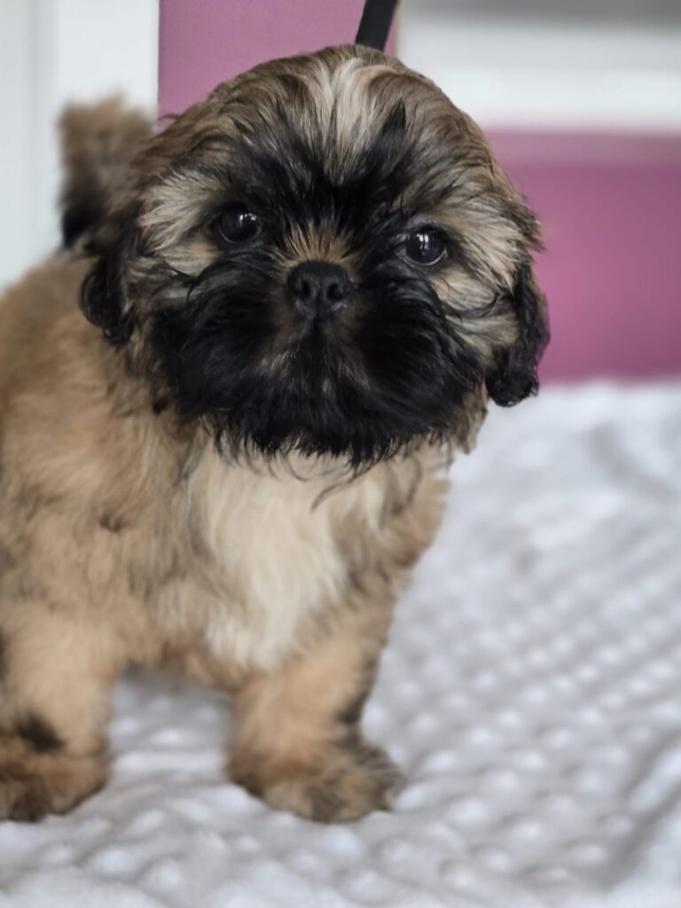 MANGO Rainbow Of Happiness FCI — Shih Tzu z miotu M, zdjęcie 2