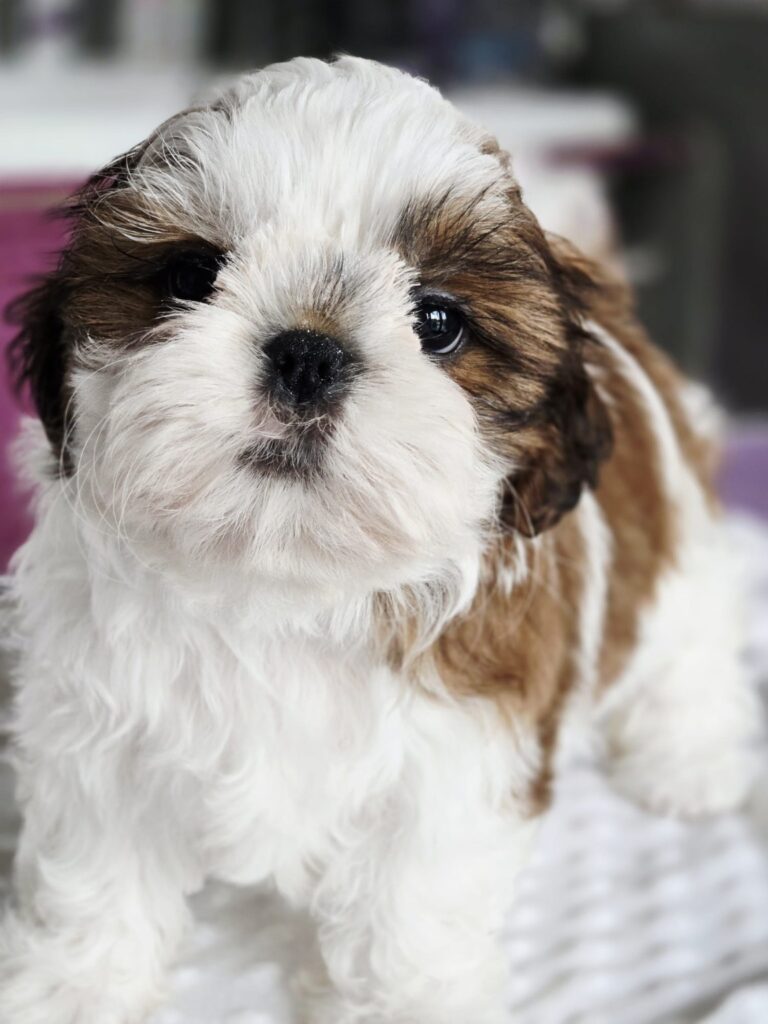MOLLY Rainbow Of Happiness FCI — Shih Tzu z miotu M, zdjęcie 3