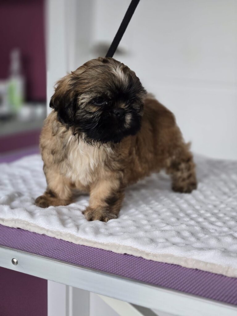 MANGO Rainbow Of Happiness FCI — Shih Tzu z miotu M, zdjęcie 3