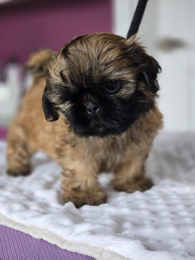 MUFFINKA Rainbow Of Happiness FCI — szczenię Shih Tzu z miotu M
