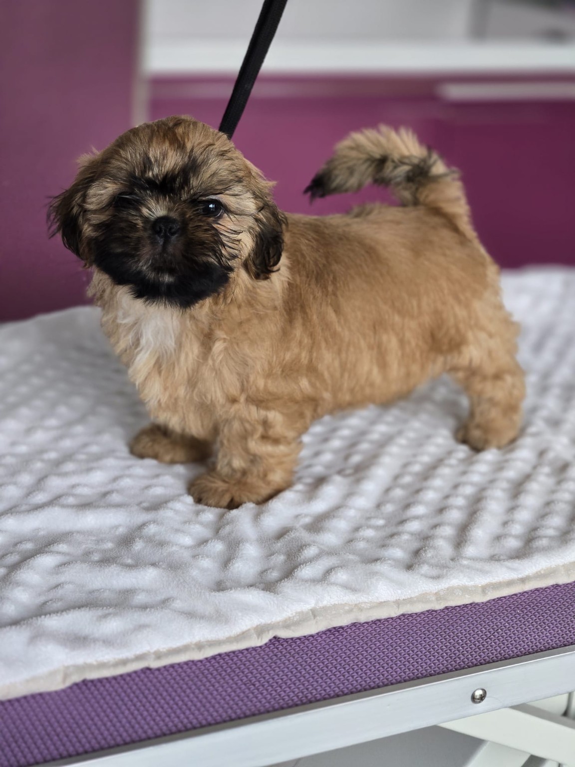 MICHIKO – szczenię Shih Tzu z miotu M