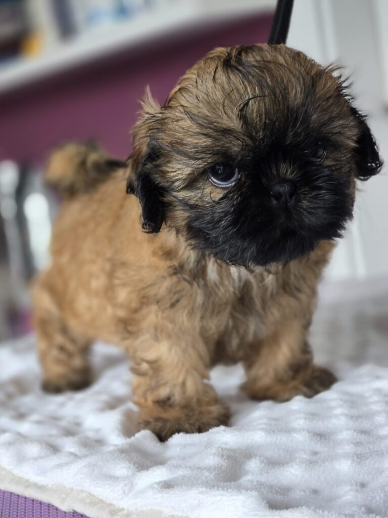 MUFFINKA Rainbow Of Happiness FCI — Shih Tzu z miotu M, zdjęcie 2