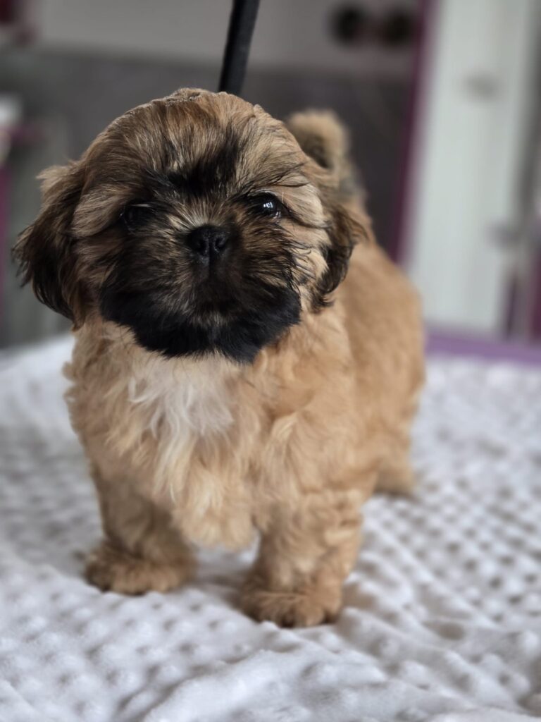 MICHIKO Rainbow Of Happiness FCI — Shih Tzu z miotu M, zdjęcie 2