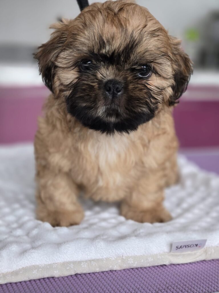 MICHIKO Rainbow Of Happiness FCI — Shih Tzu z miotu M, zdjęcie 3