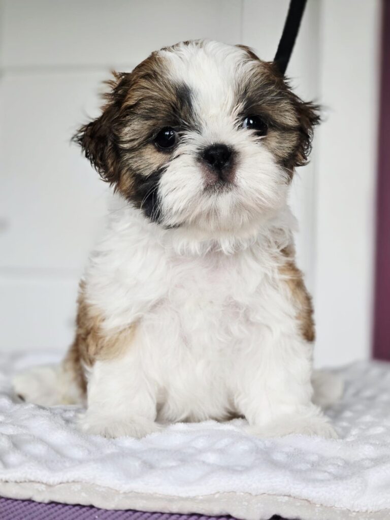 MIGOTKA Rainbow Of Happiness FCI — szczenię Shih Tzu z miotu M