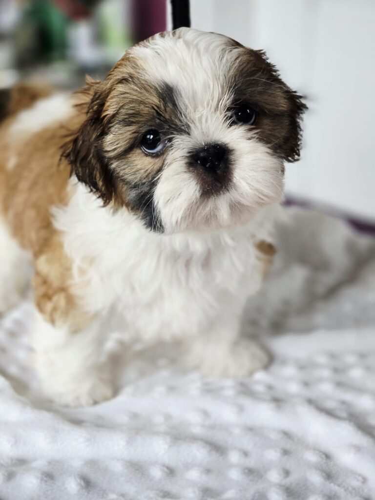 MIGOTKA Rainbow Of Happiness FCI — Shih Tzu z miotu M, zdjęcie 2