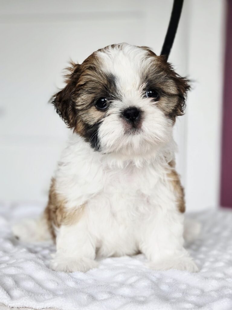 MIGOTKA Rainbow Of Happiness FCI — Shih Tzu z miotu M, zdjęcie 3