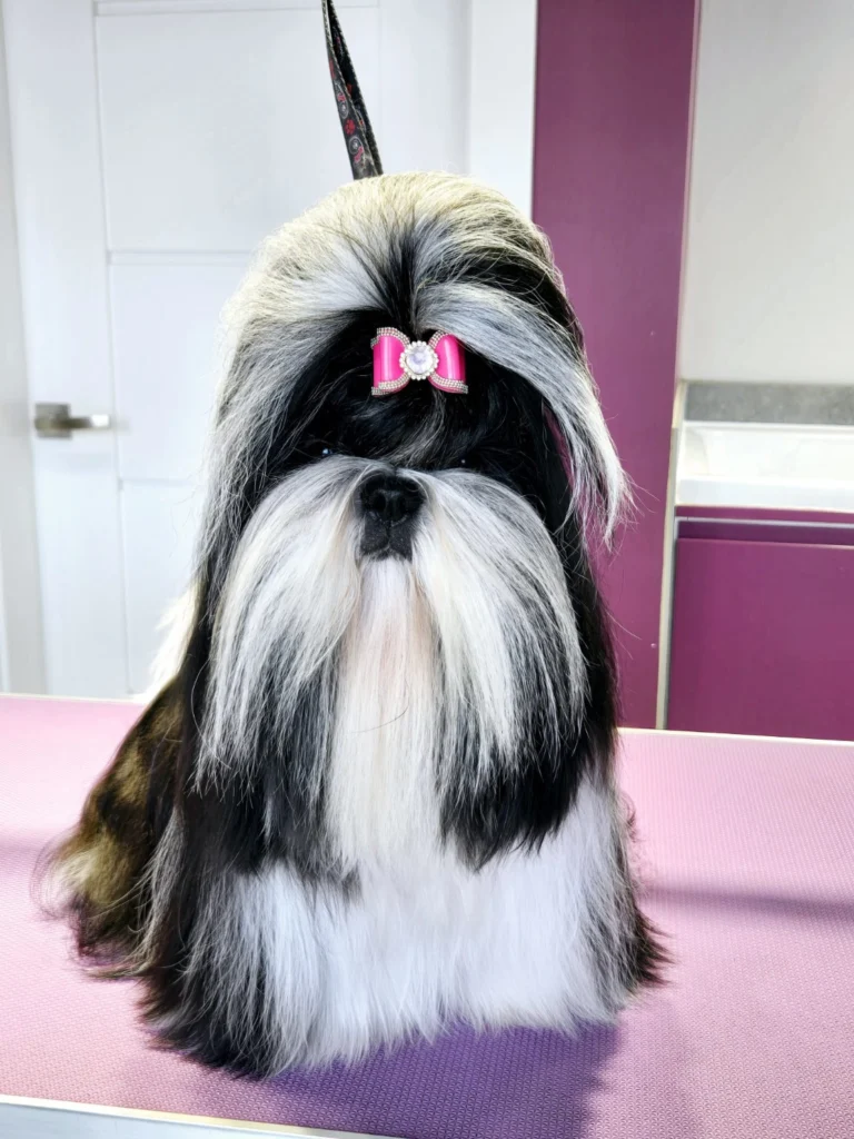 Shih Tzu z różową kokardką — portret