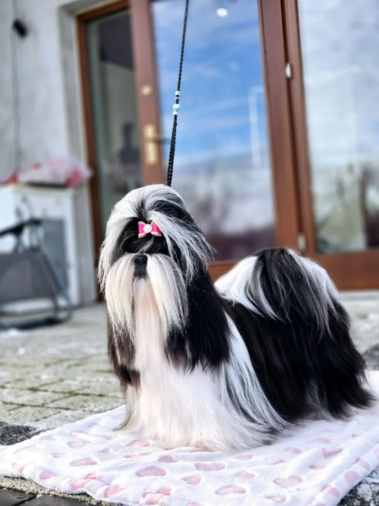 Shih Tzu z różową kokardką na kocu na tarasie