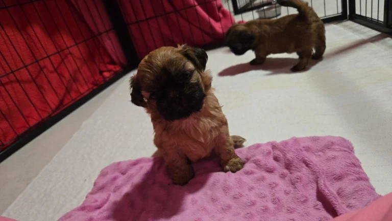 Dwa szczenięta Shih Tzu w domowym kojcu