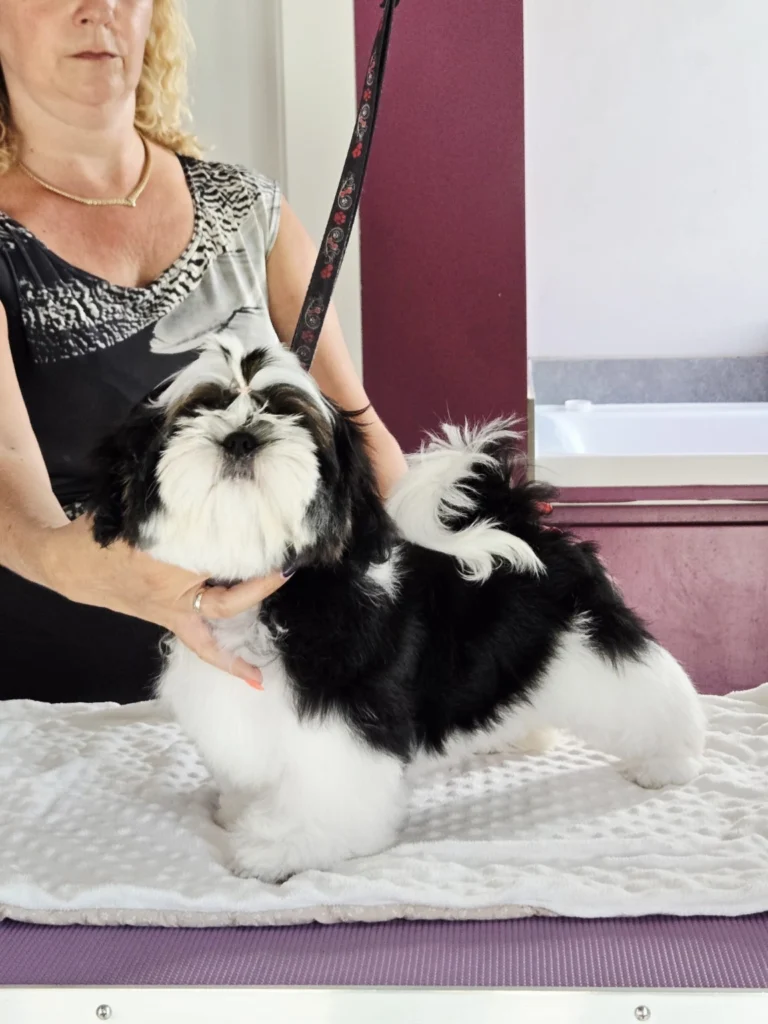 Czarno-biały Shih Tzu na kocu obok opiekunki